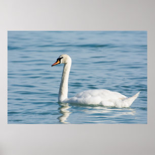 Póster Swan