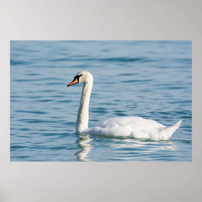 Póster Swan (Frente)