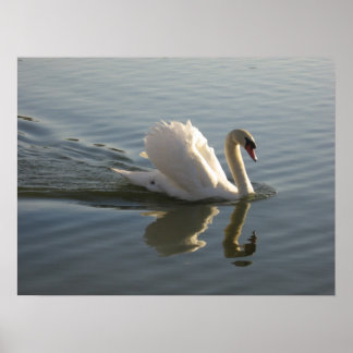 Póster Swan