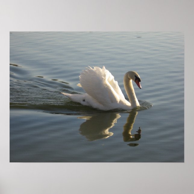 Póster Swan (Frente)