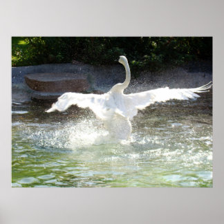 Póster Swan