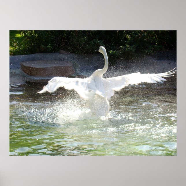Póster Swan (Frente)