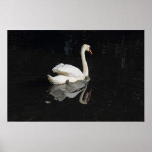 Póster Swan
