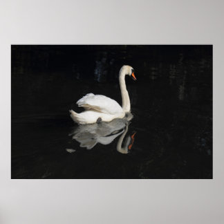 Póster Swan
