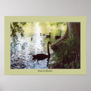 Póster Swan a la sombra