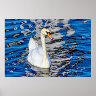 Póster Swan con reflexiones