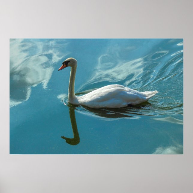Póster Swan con reflexiones en la nube (Frente)