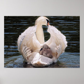 Póster Swan & Cygnets