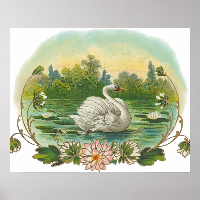Póster Swan de natación (Frente)