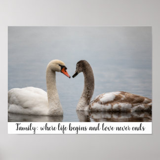 Póster Swan Duo Nature Photo Wall Decor