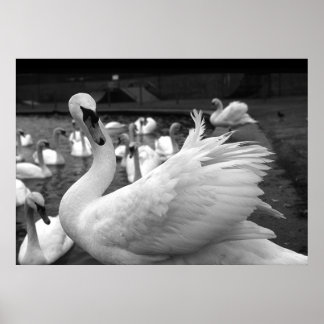 Póster Swan en el parque en Barry Island