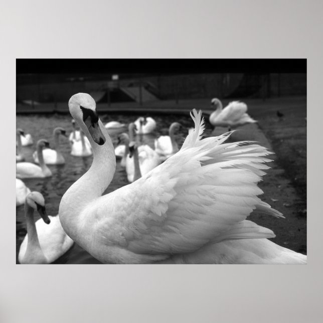 Póster Swan en el parque en Barry Island (Frente)