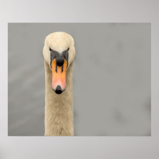 Póster Swan face