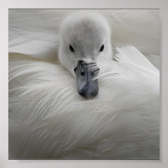 Póster Swan, hermosas plumas blancas, comodidad de bellez (Frente)