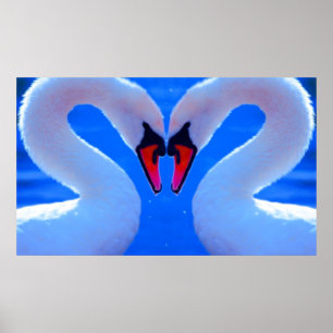 Póster Swan Love, Romantic Heart Shaped Necks