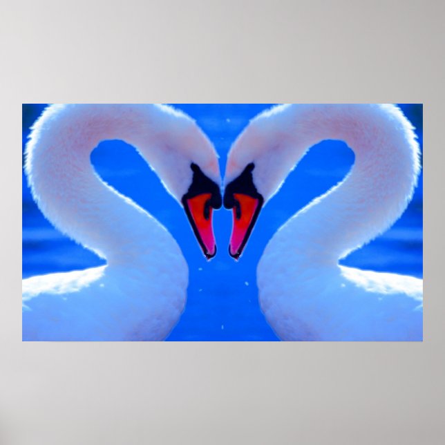 Póster Swan Love, Romantic Heart Shaped Necks (Frente)
