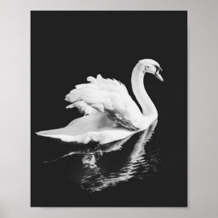 Póster Swan Natación Negro y Blanco