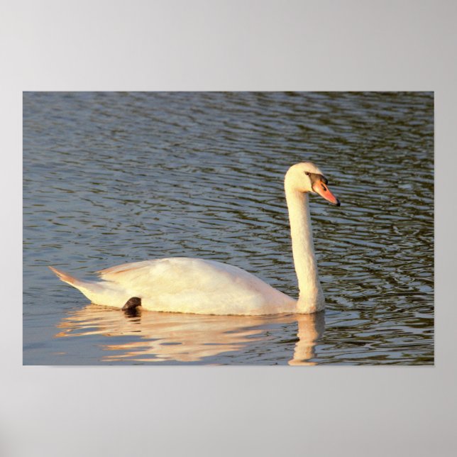 Póster Swan Photo (Frente)