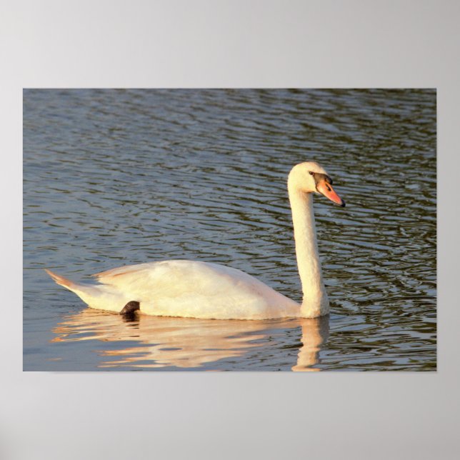 Póster Swan Photo (Frente)