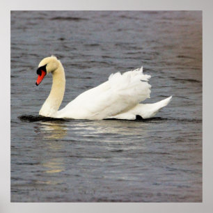 Póster Swan Photo