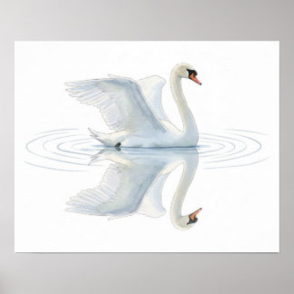 Póster Swan Reflection