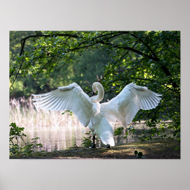 Póster Swan with Wings Spread (Frente)