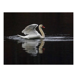 Póster Swan y reflexiones