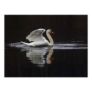 Póster Swan y reflexiones