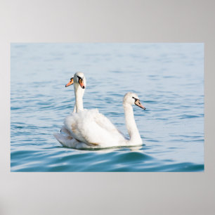 Póster Swans