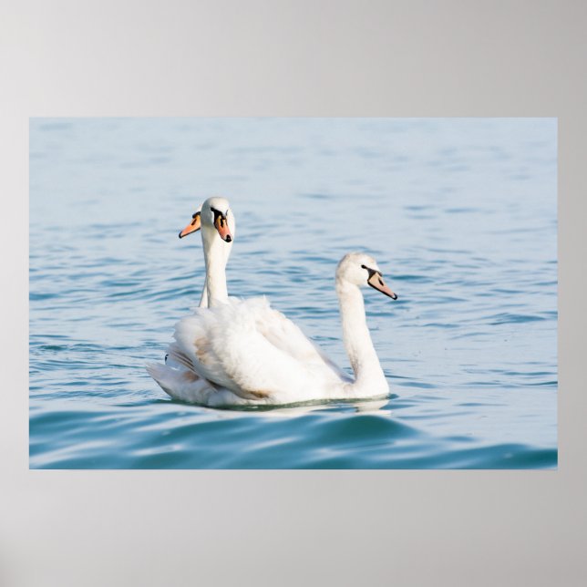 Póster Swans (Frente)
