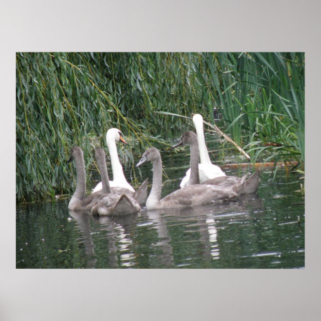 Póster Swans and Cygnets Poster (Frente)