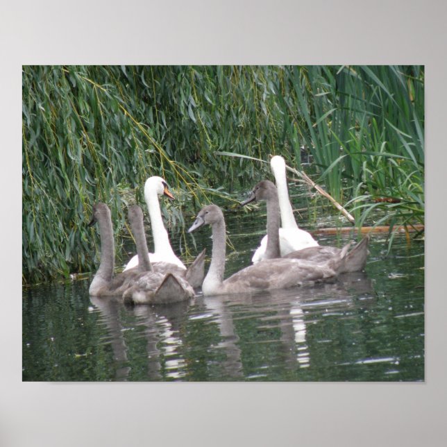Póster Swans and Cygnets Poster (Frente)