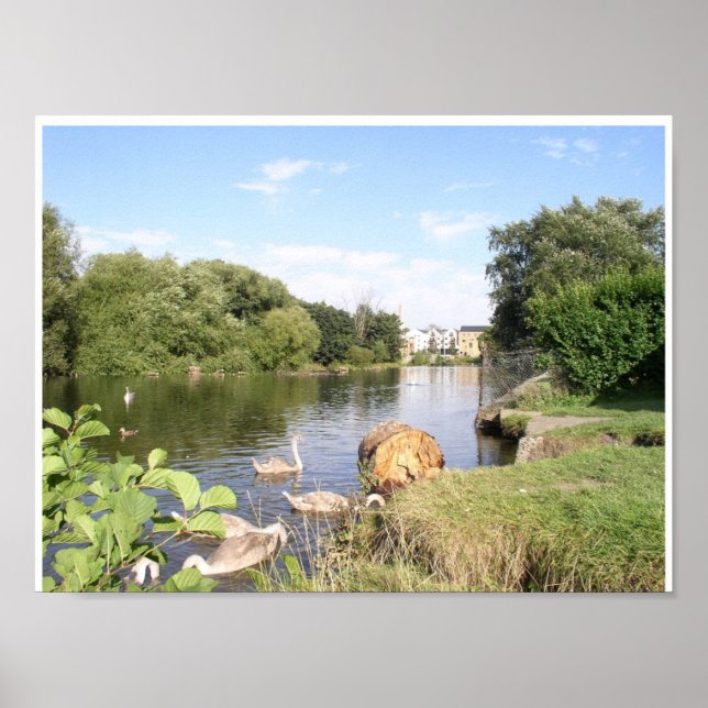 Póster Swans on River Liffey Dublín Irlanda (Frente)