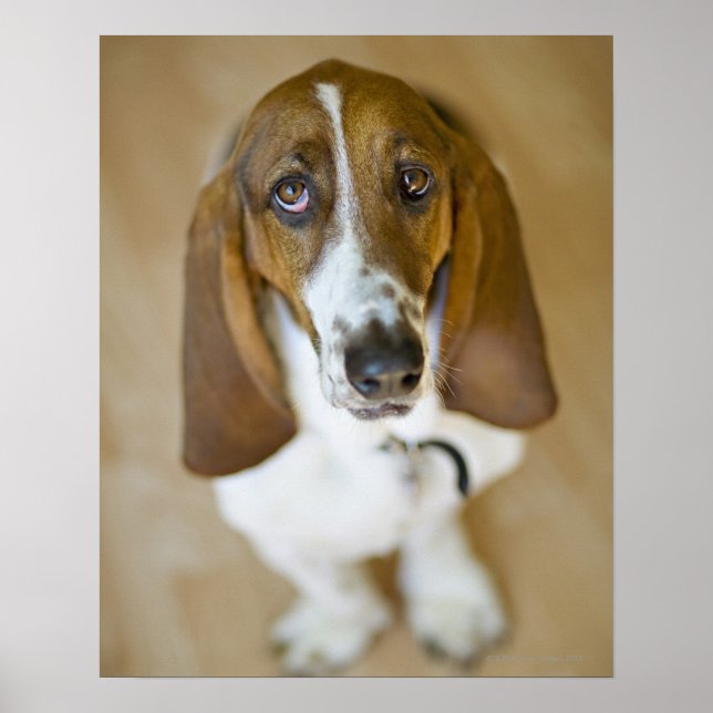 Póster Sweet Bassett Hound (Frente)