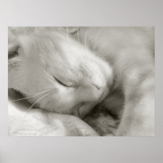 Póster Sweet Dreams - poster