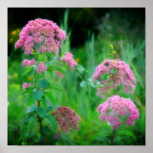 Póster Sweet Joe Pye Weed Wildflower