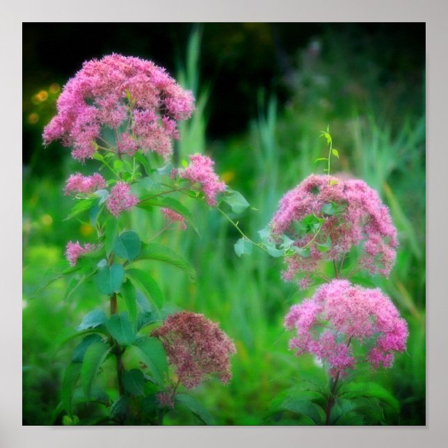Póster Sweet Joe Pye Weed Wildflower (Frente)