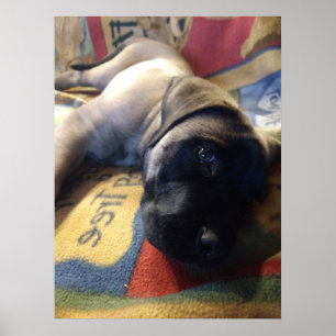 Póster Sweet Mastiff Puppy