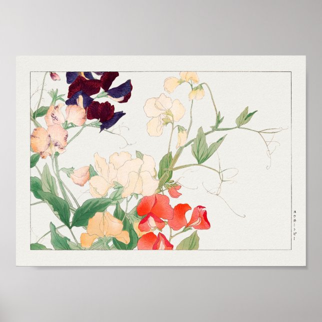 Póster Sweet pea by Tanigami Konan (Frente)