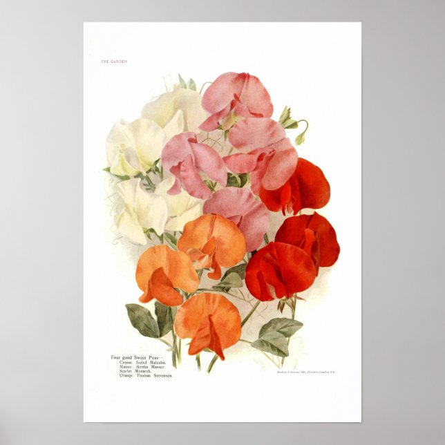Póster Sweet Peas (Frente)