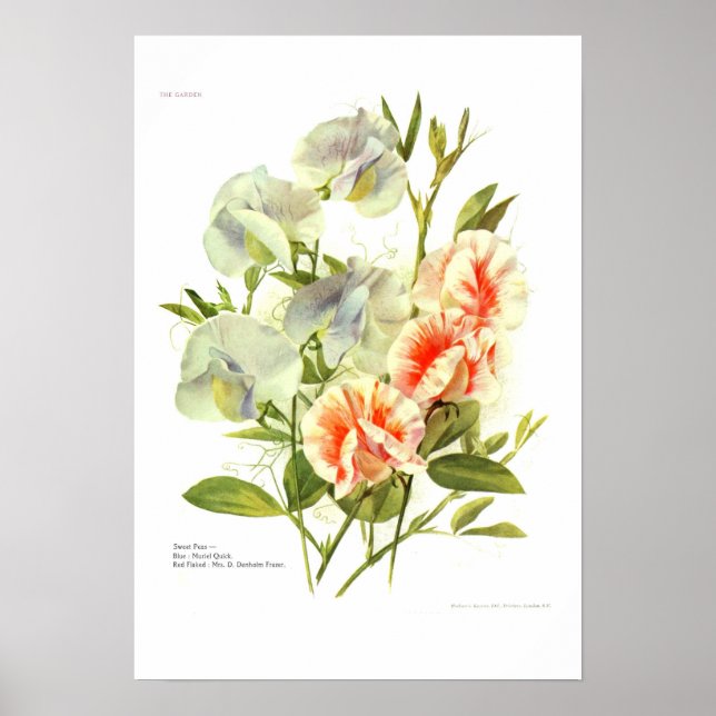 Póster Sweet Peas (Frente)