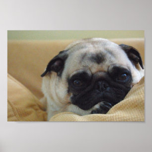 Póster Sweet Pug Poster