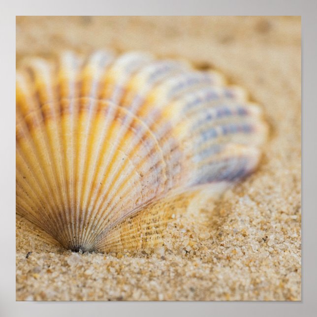 Póster Sweet Seashell (Frente)