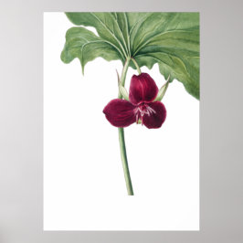 Póster Sweet Trillium Art Print por Mary Vaux Walcott