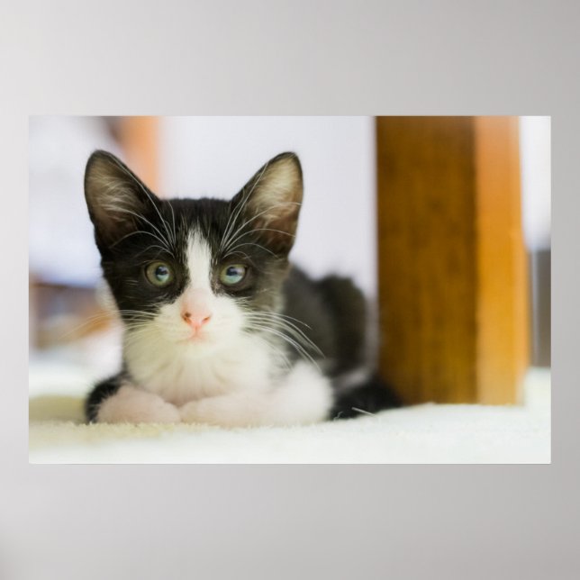 Póster Sweet White And Black Kitten (Frente)
