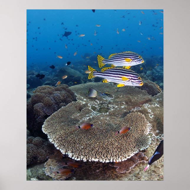 Póster Sweetlip Fish (Frente)