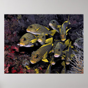 Póster Sweetlips