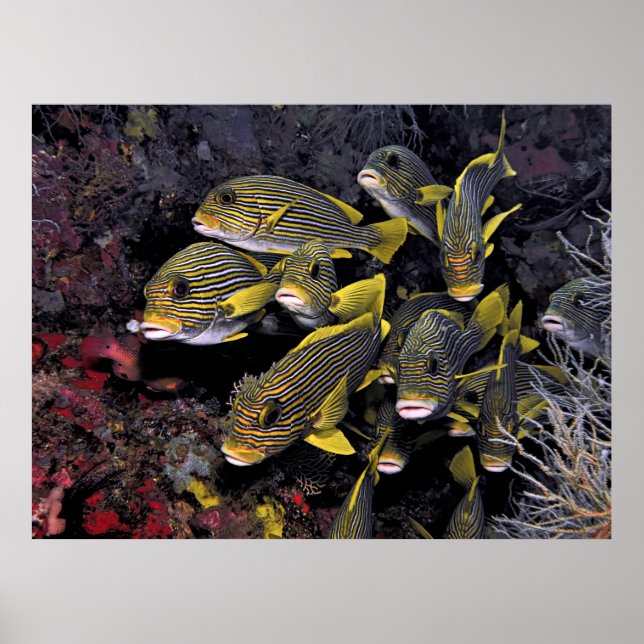 Póster Sweetlips (Frente)
