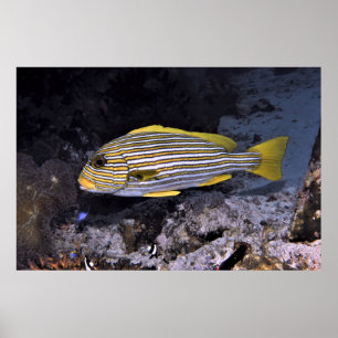 Póster Sweetlips de cinta 2