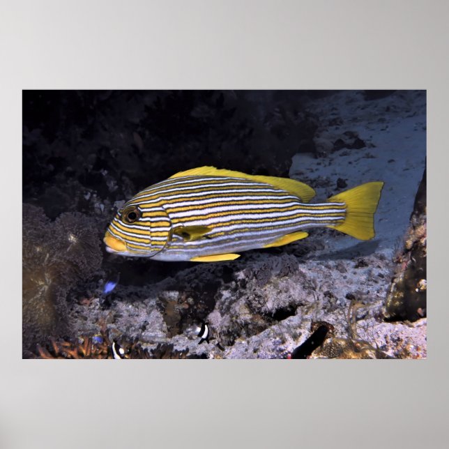 Póster Sweetlips de cinta 2 (Frente)